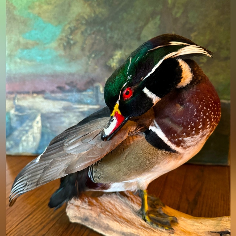 Duck Mount high quality decor